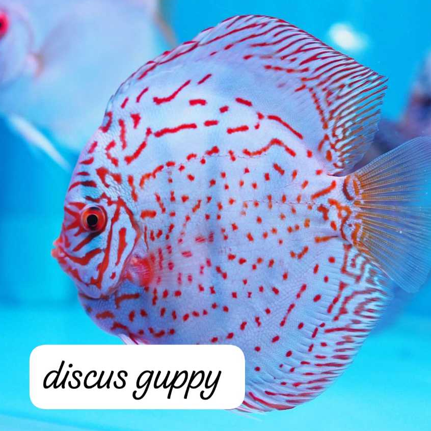 Jual Red Panda Discus - Enhanced Edition | Shopee Indonesia