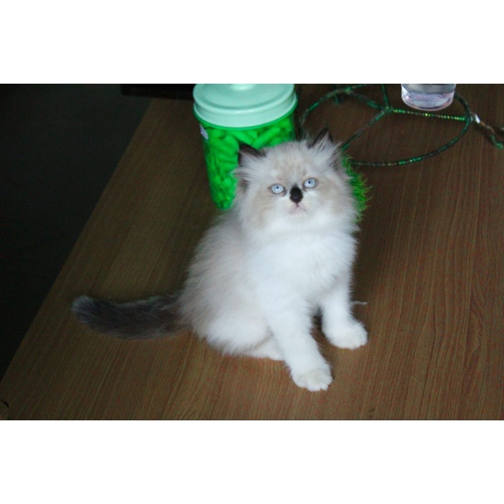 Jual mainan kucing ragdol lucu tompel | Shopee Indonesia