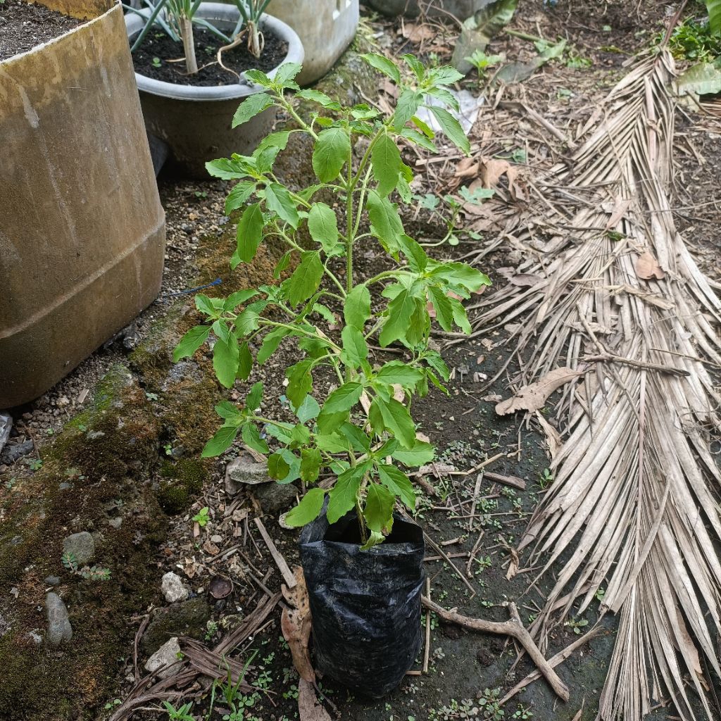 Produk Kaja Farm | Shopee Indonesia