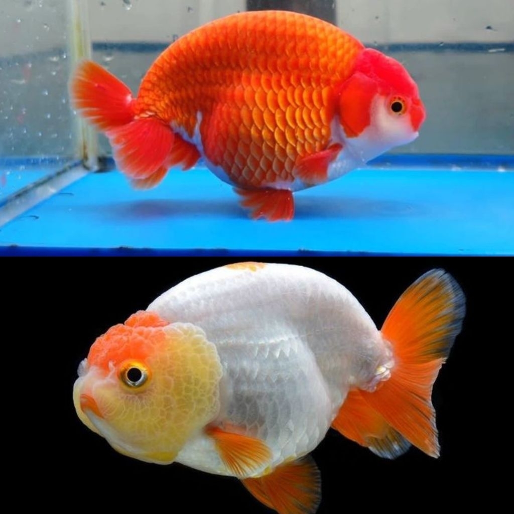 Jual [Chan Aquatic] Ikan Hias Koki Ranchu Red Size L White Koki Rancu ...