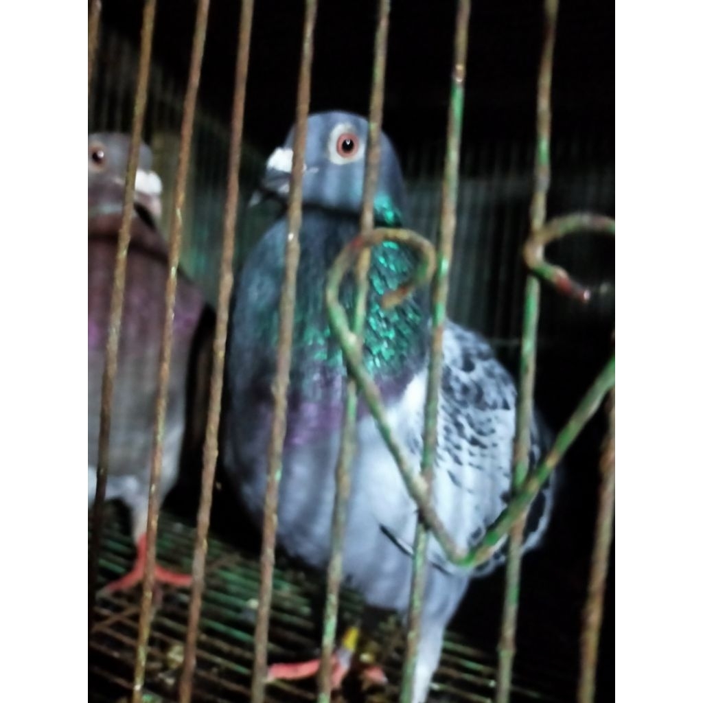 Jual burung merpati pos racing asli | Shopee Indonesia