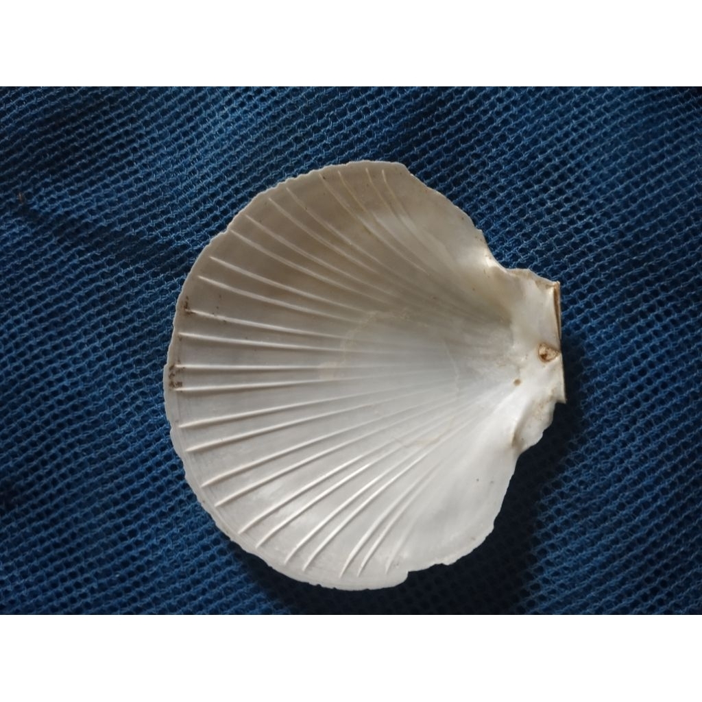 Jual cangkang kerang/cangkang kerang simping/cangkang kerang kipas ...