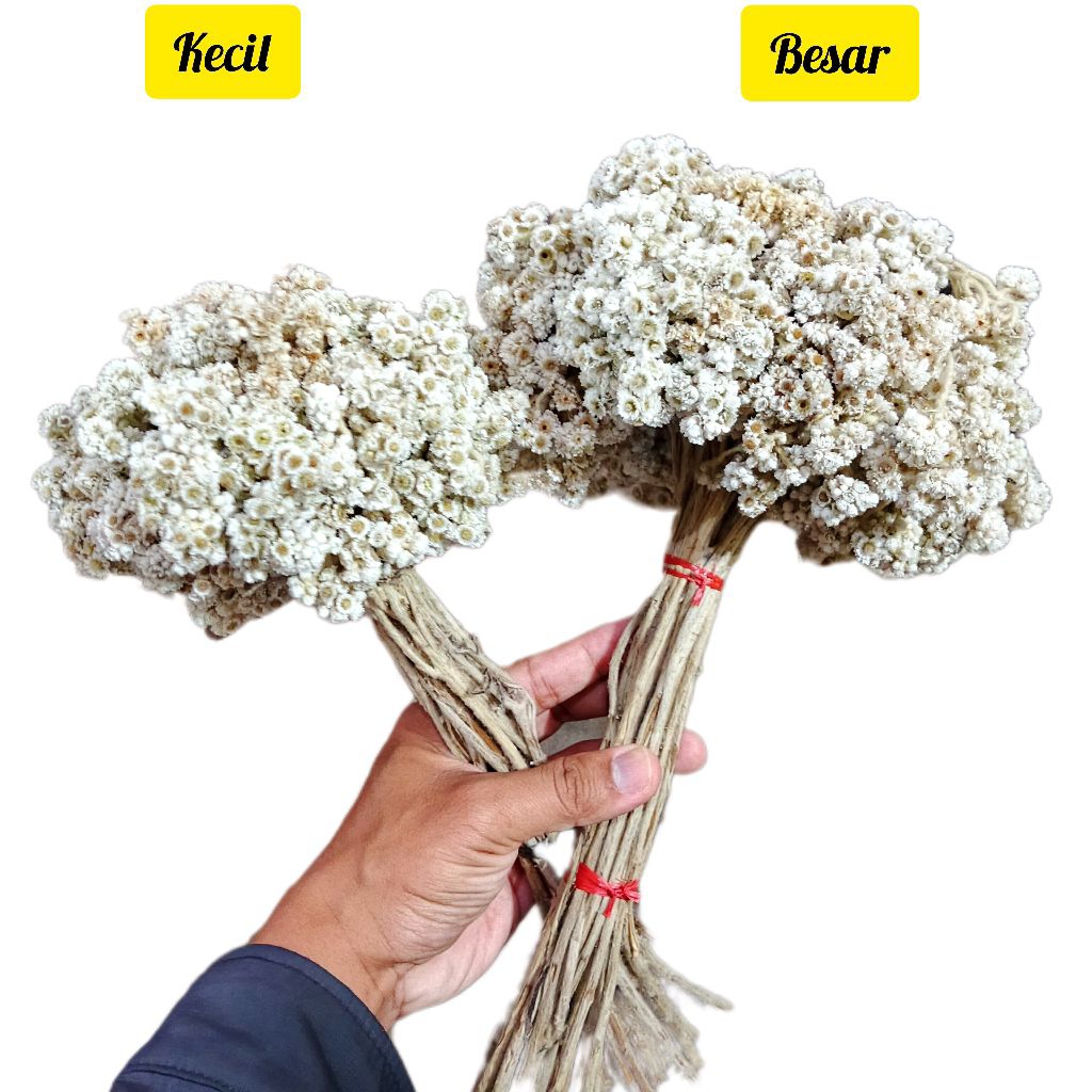 Jual Bunga edelweis tangkai asli - bunga edelweis kering - dekorasi ...