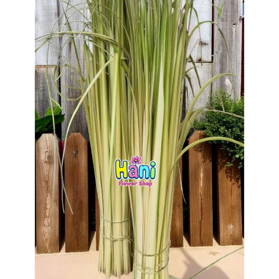 Jual Janur Surabaya