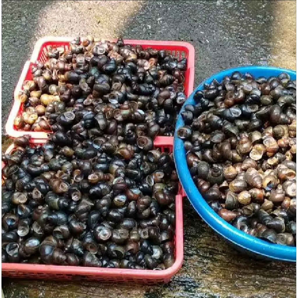 Jual Tutut sawah asli/1kg | Shopee Indonesia