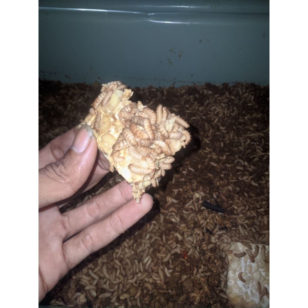 Jual Maggot Fresh Kemasan 100 gram | Shopee Indonesia