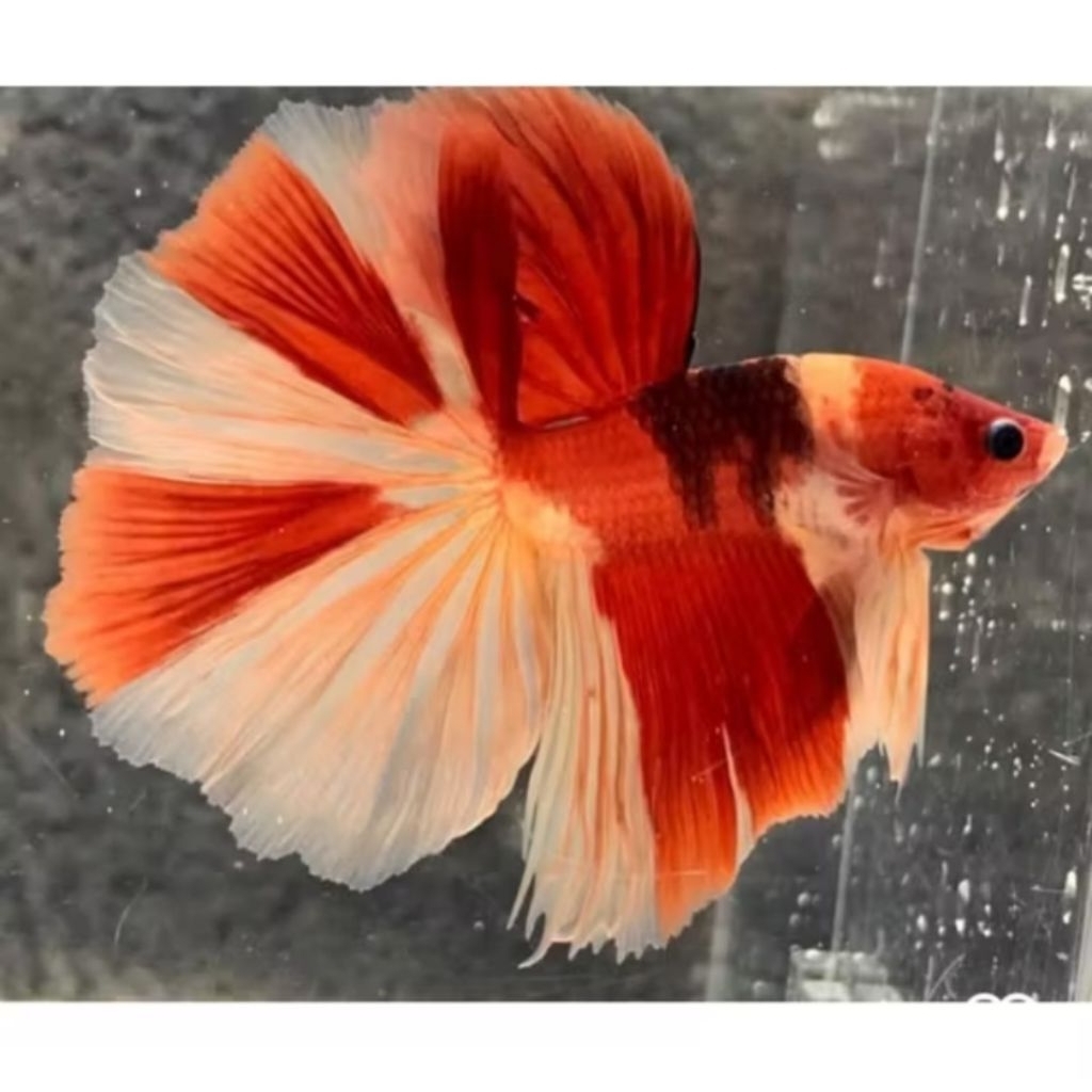Jual Cupang Halfmoon Nemo | Shopee Indonesia