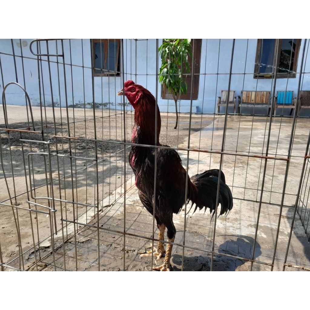 Jual asli 