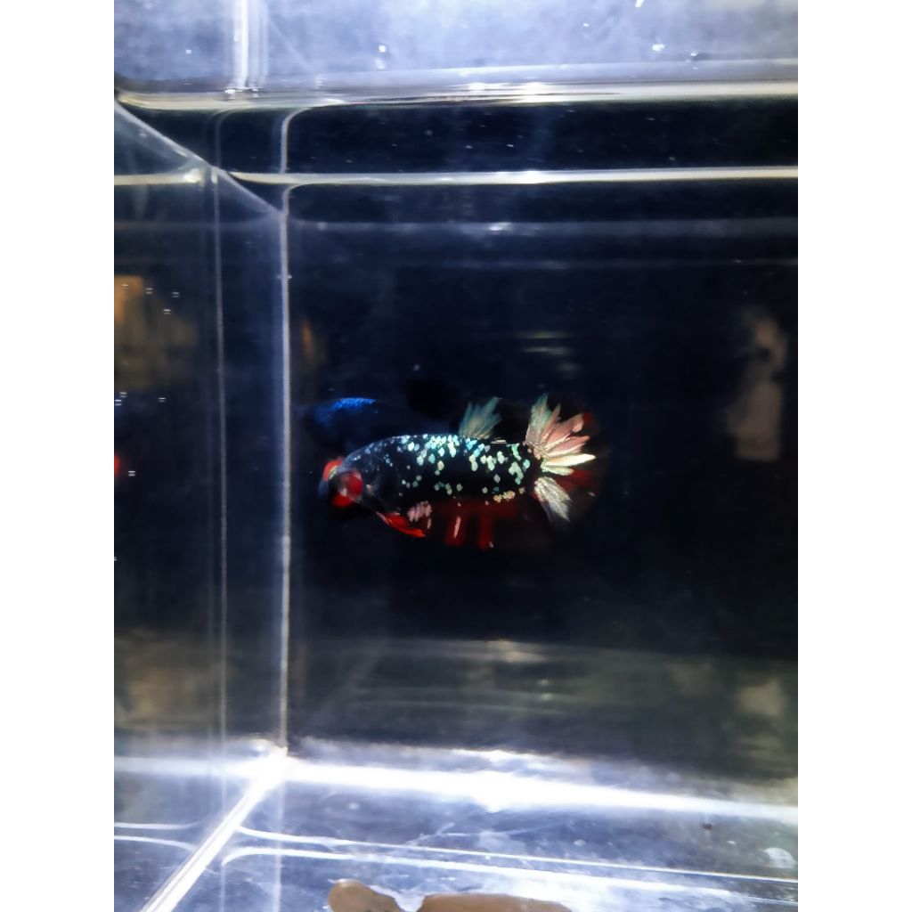 Jual Cupang Avatar Cooper (sesuai foto dan vidio) | Shopee Indonesia