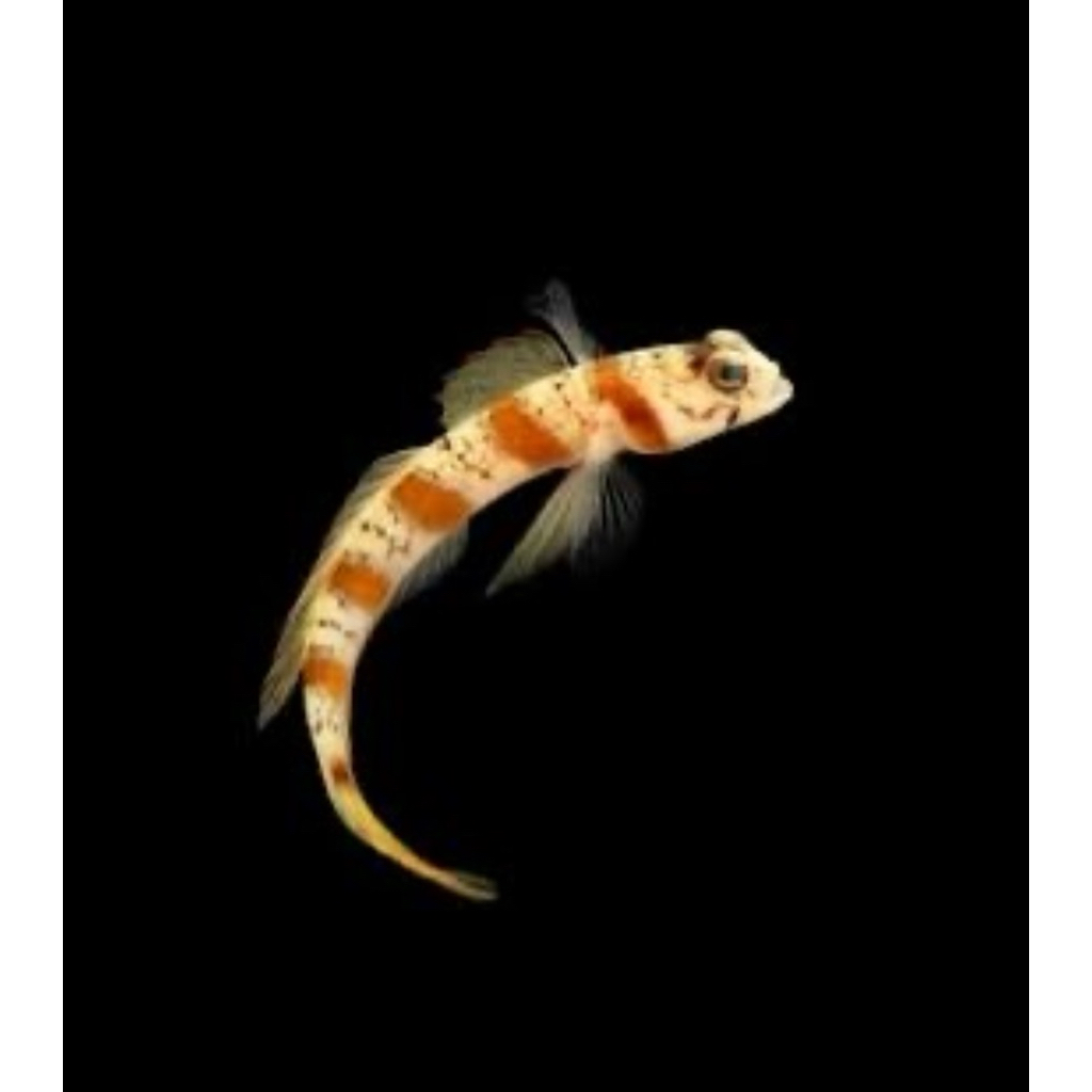 Jual ikan hias laut jabing lorek / steinitz goby | Shopee Indonesia