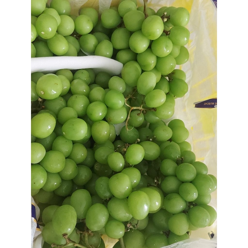 Jual Anggur Shine Muscat | Shopee Indonesia