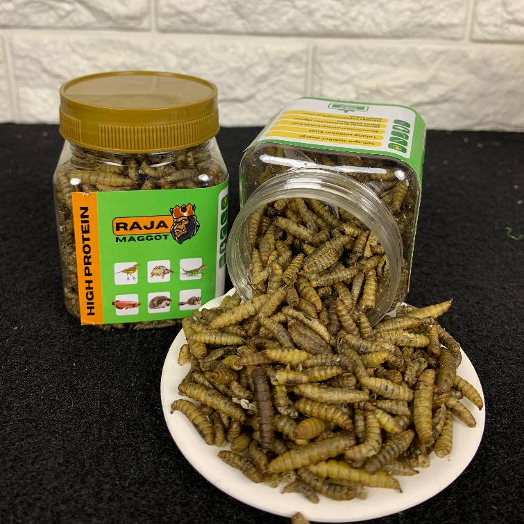 Jual Dry Maggot BSF Magot Kering Protein Tinggi untuk Sugar Glider ...