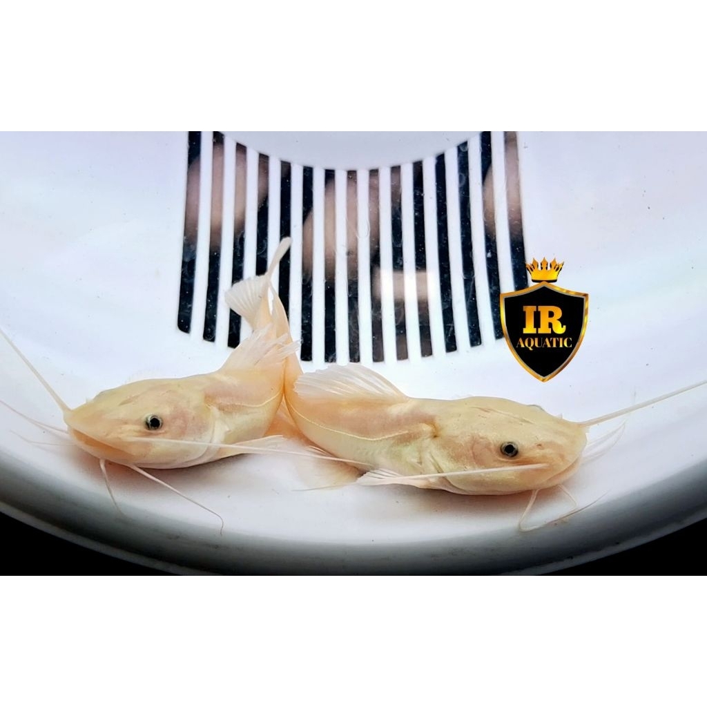 Jual Hiasan aquarium rtc phantom 18-20cm | Shopee Indonesia