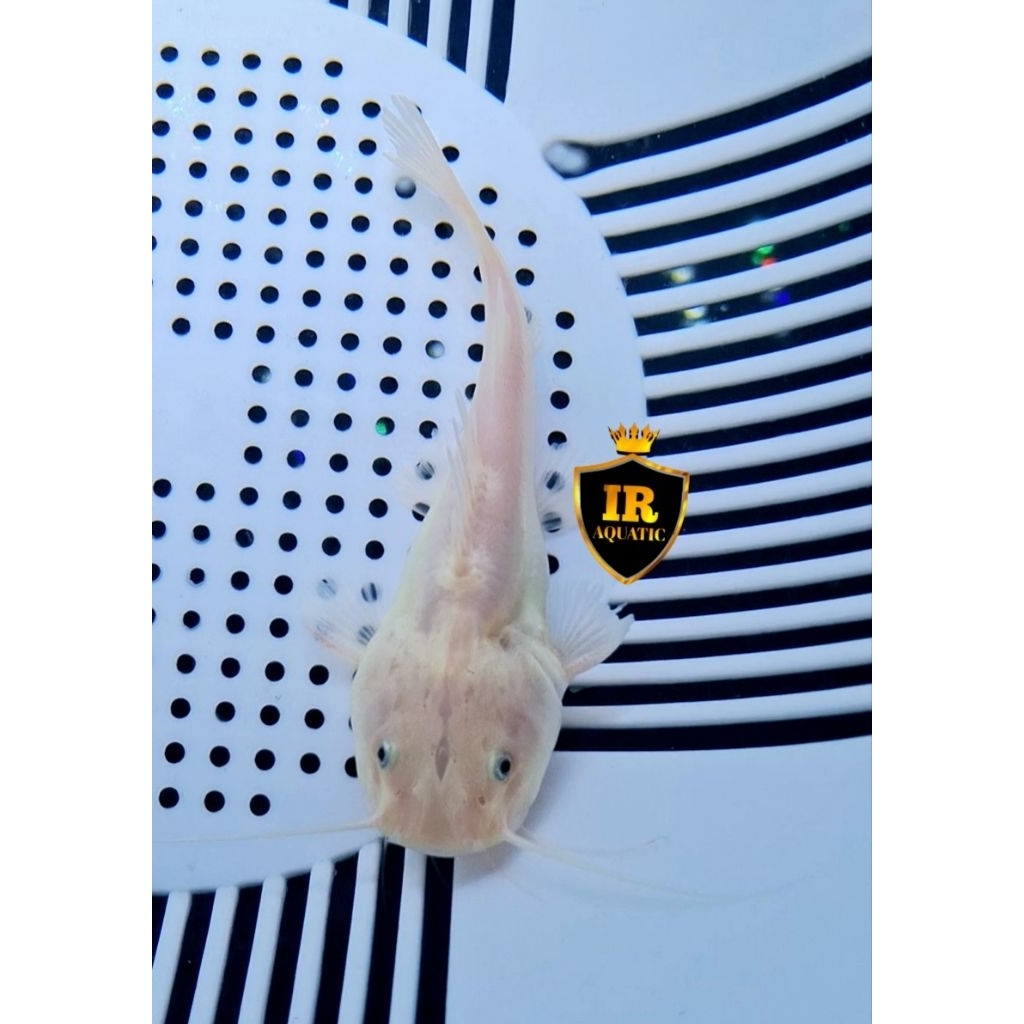 Jual Hiasan aquarium rtc phantom 18-20cm | Shopee Indonesia