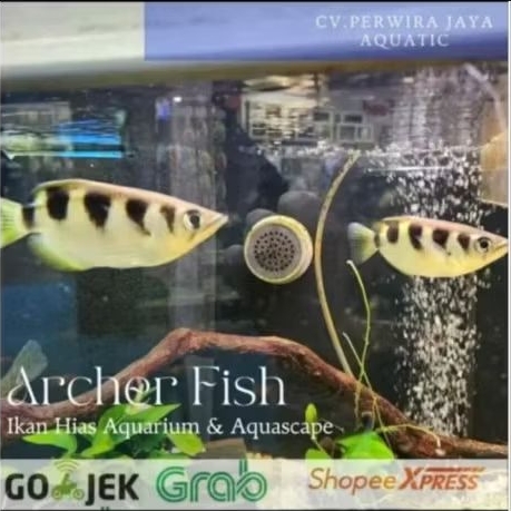 Jual Archer Fish Sumpit Full Air Tawar Tankmate Hiasan Aquarium dan ...
