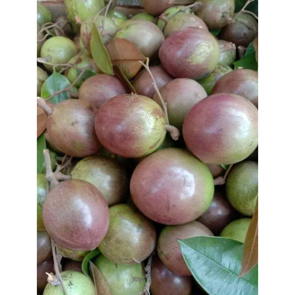 Jual Buah Kenitu Terlengkap & Harga Terbaru Agustus 2026 | Shopee Indonesia