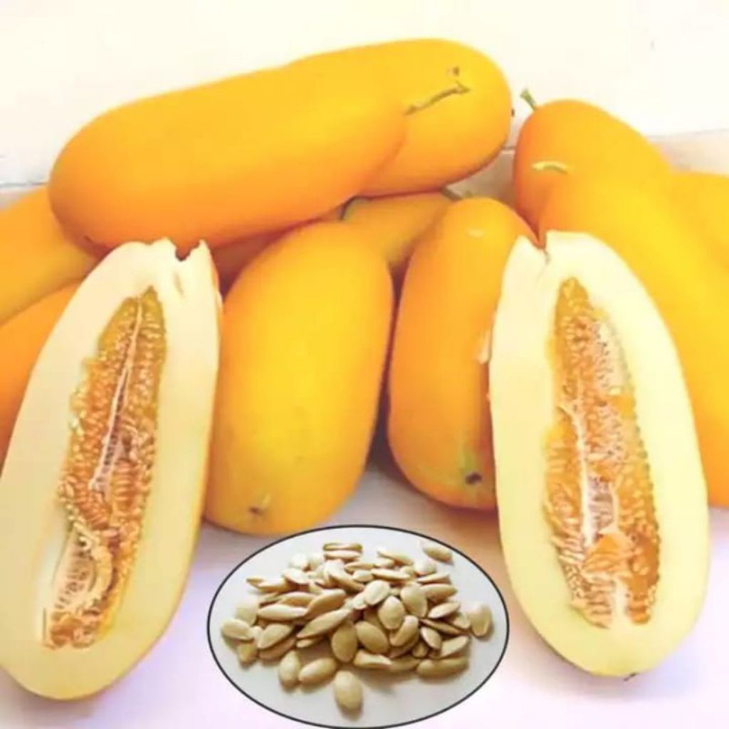 jual-biji-timun-suri-per-100-butir-murah-bibit-unggul-shopee-indonesia