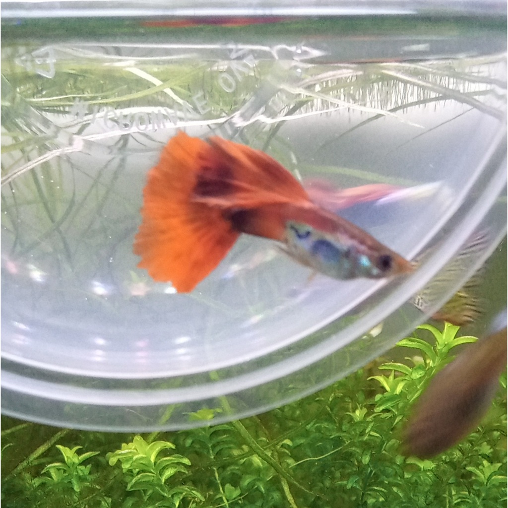Jual ikan gopi gapi guppy red tail (Hiasan Akuarium Aquascape) | Shopee ...