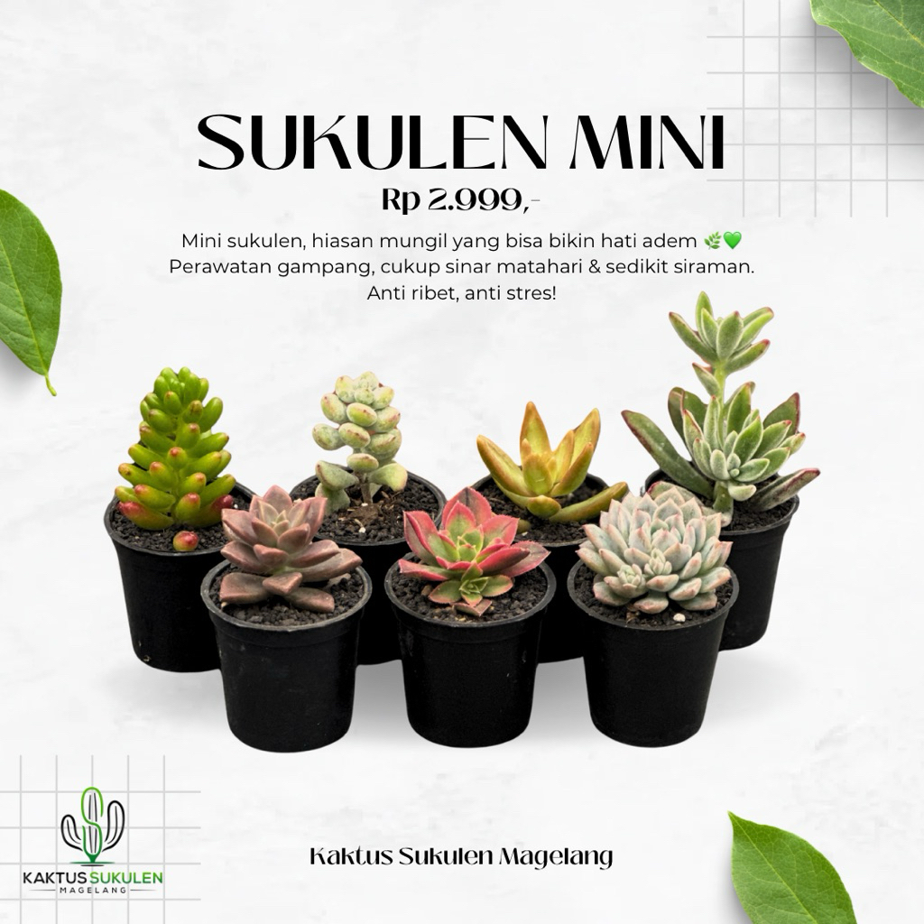 Kaktus Sukulen Super Murah Bebas Pilih