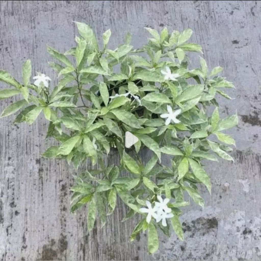 Jual Tanaman hias Rombusa putih variegata. | Shopee Indonesia