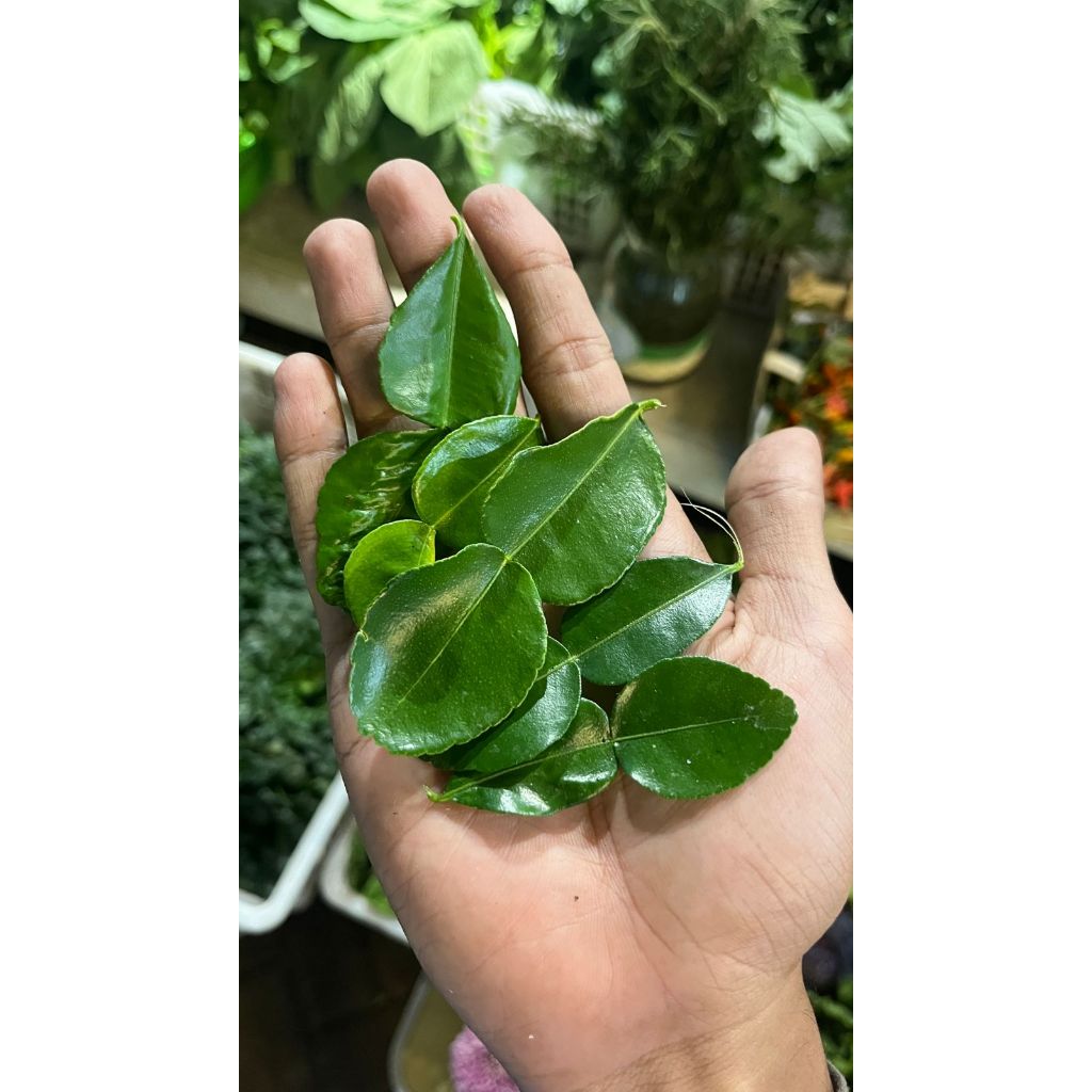 Jual Daun Jeruk Organik Dewa Dewi Rama Daya | Shopee Indonesia
