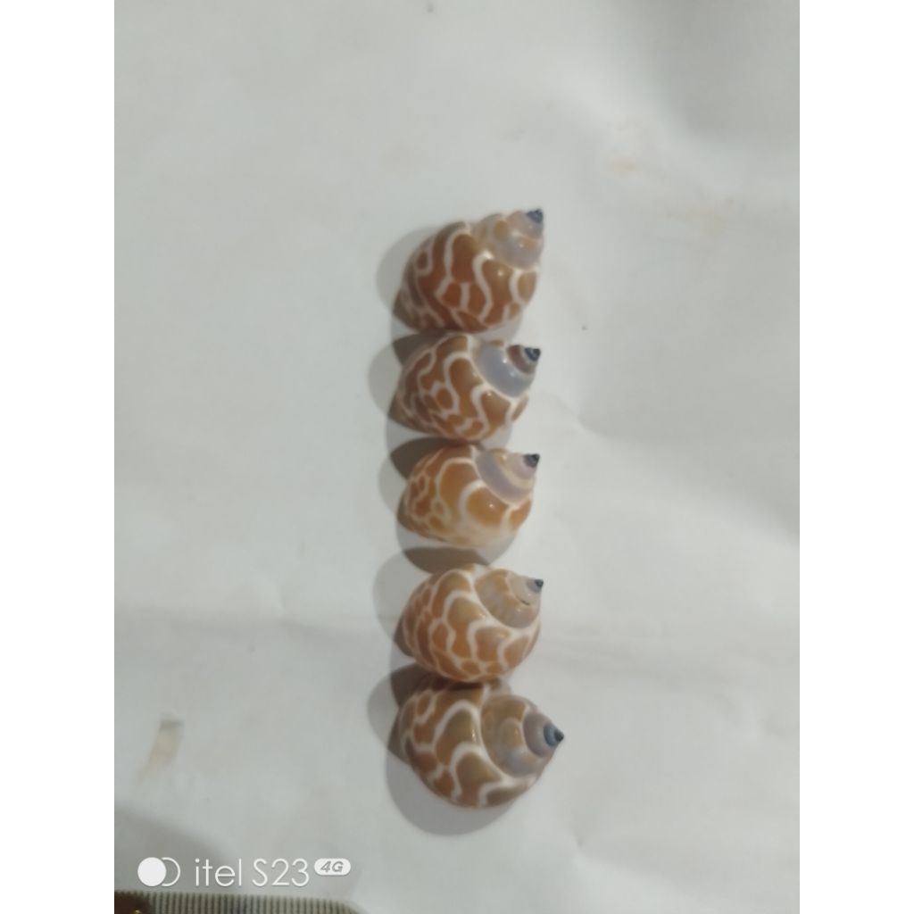 Jual kerang macan rumah kelomang ukuran 1,5cm | Shopee Indonesia