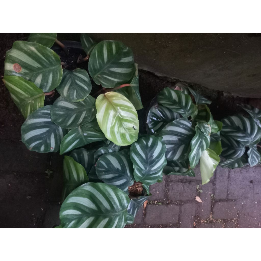 Jual Tanaman Hias Calathea Fasciata | Shopee Indonesia