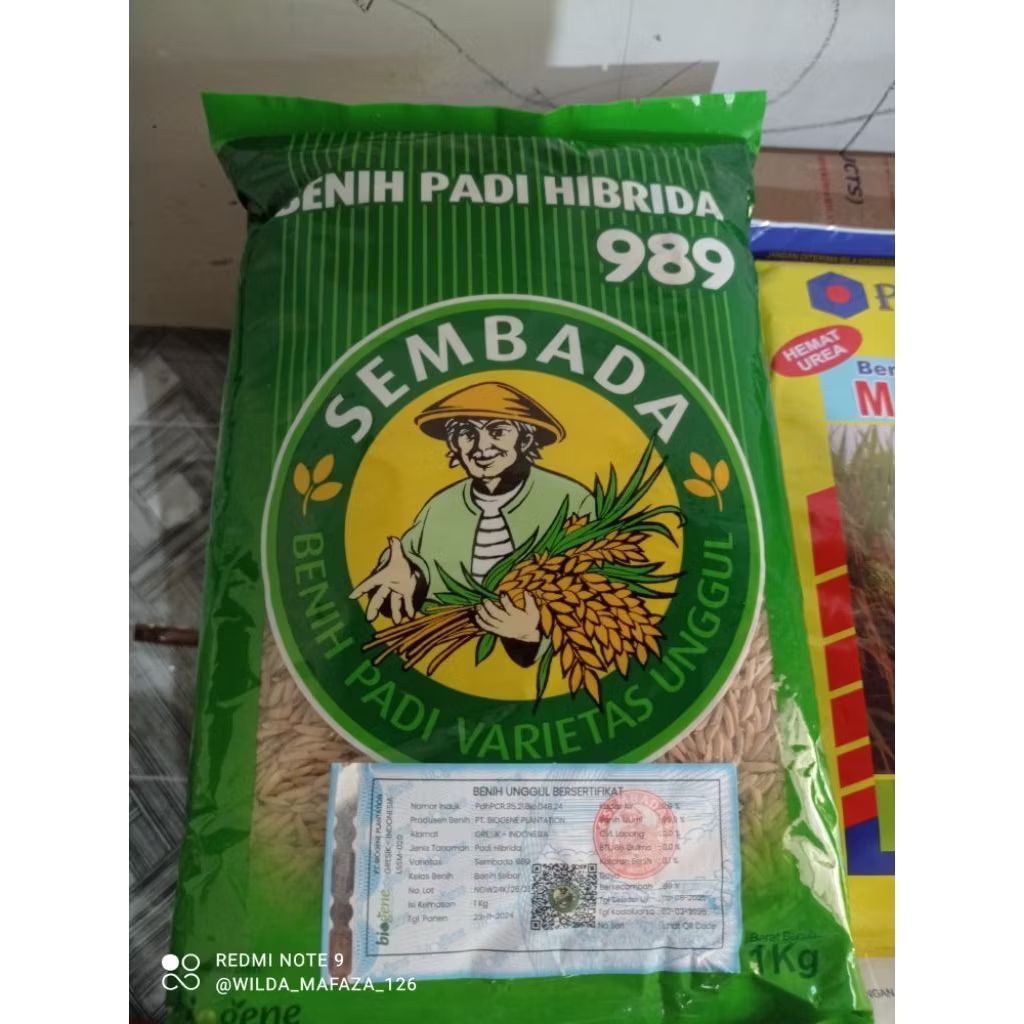 Jual benih padi SEMBADA 989 original | Shopee Indonesia