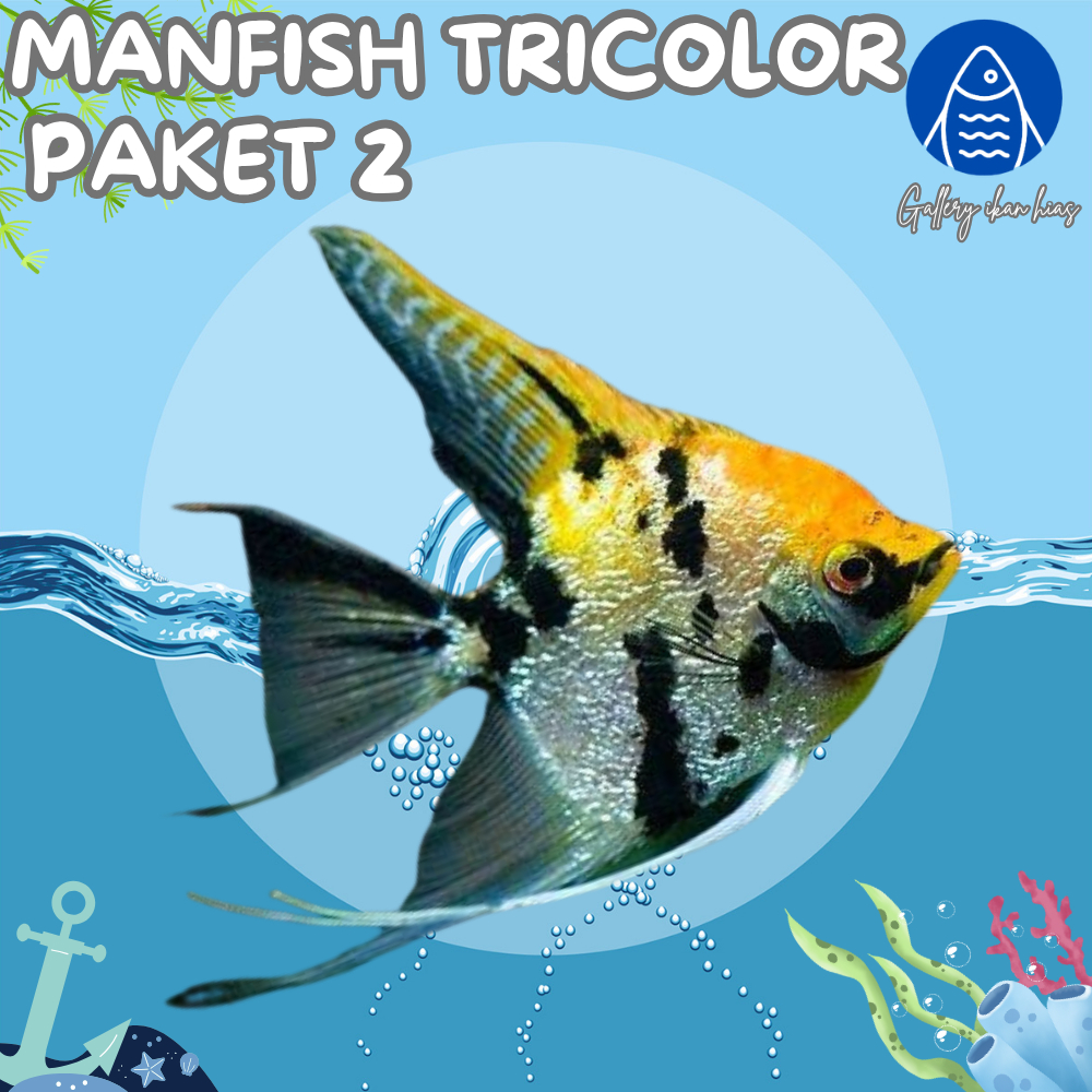 Jual Gallery Ikan Hias - Paket 2ekor Ikan Hias Manfish Tri 3 Warna ...