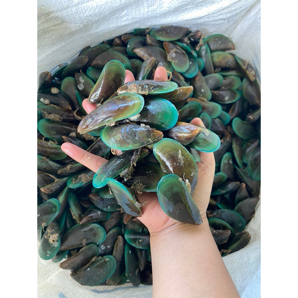 Jual Kerang Hijau Kerang ijo Cirebon 1Kg | Shopee Indonesia