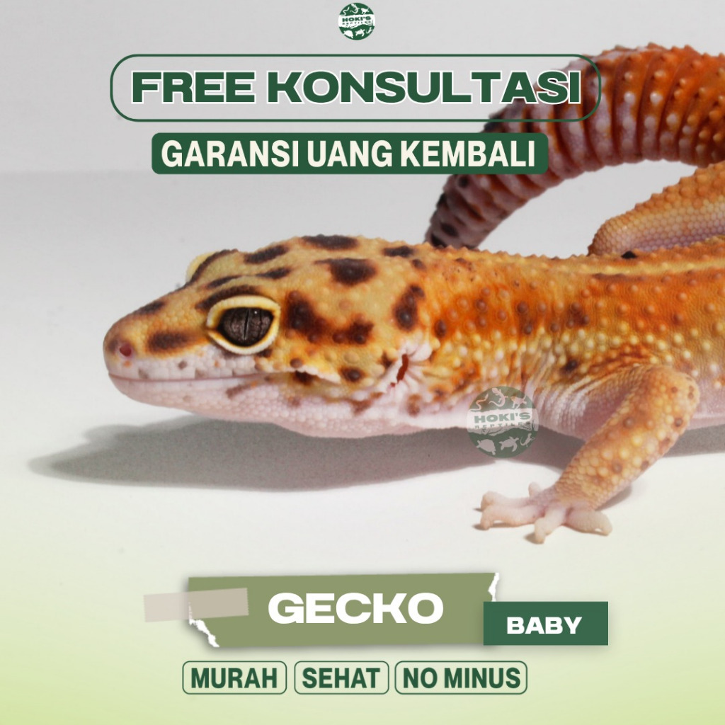 Jual PELET GECKO (FREE KALSIUM) MORPH RANDOM DATA LENGKAP SEHAT RAKUS ...