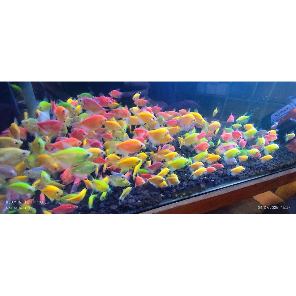 Jual ikan glowfish/glofish | Shopee Indonesia