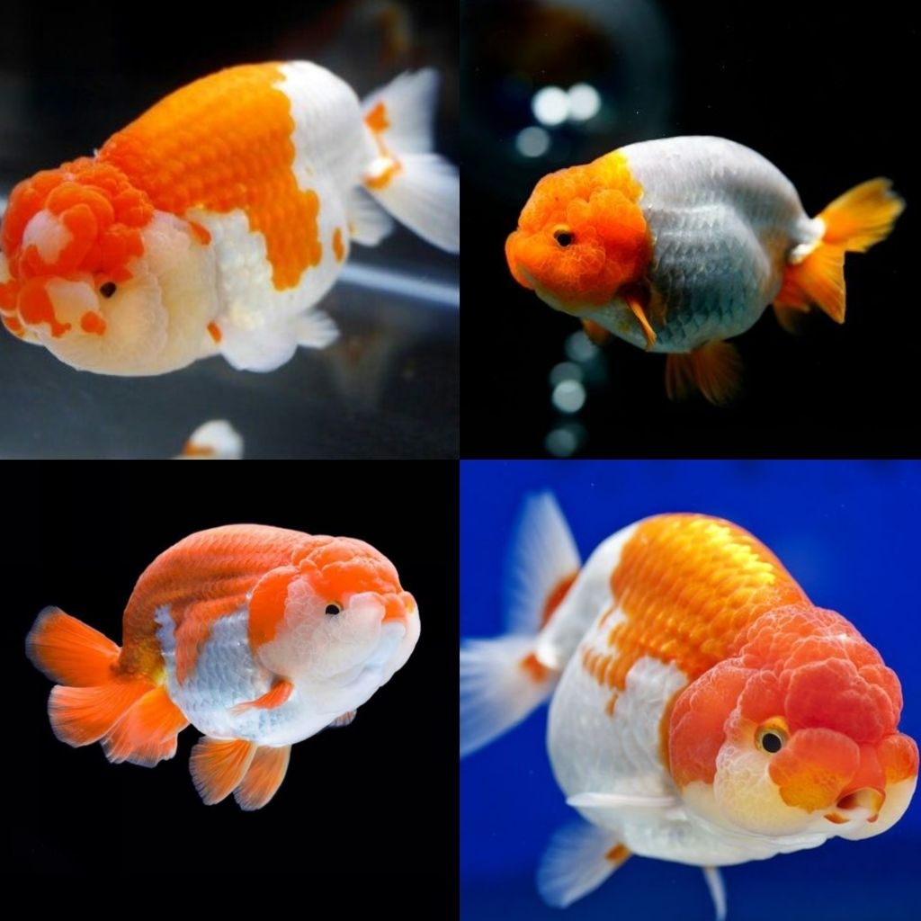 Jual [Chan Aquatic] Ikan Hias Koki Ranchu Red White Size M Koki Rancu ...