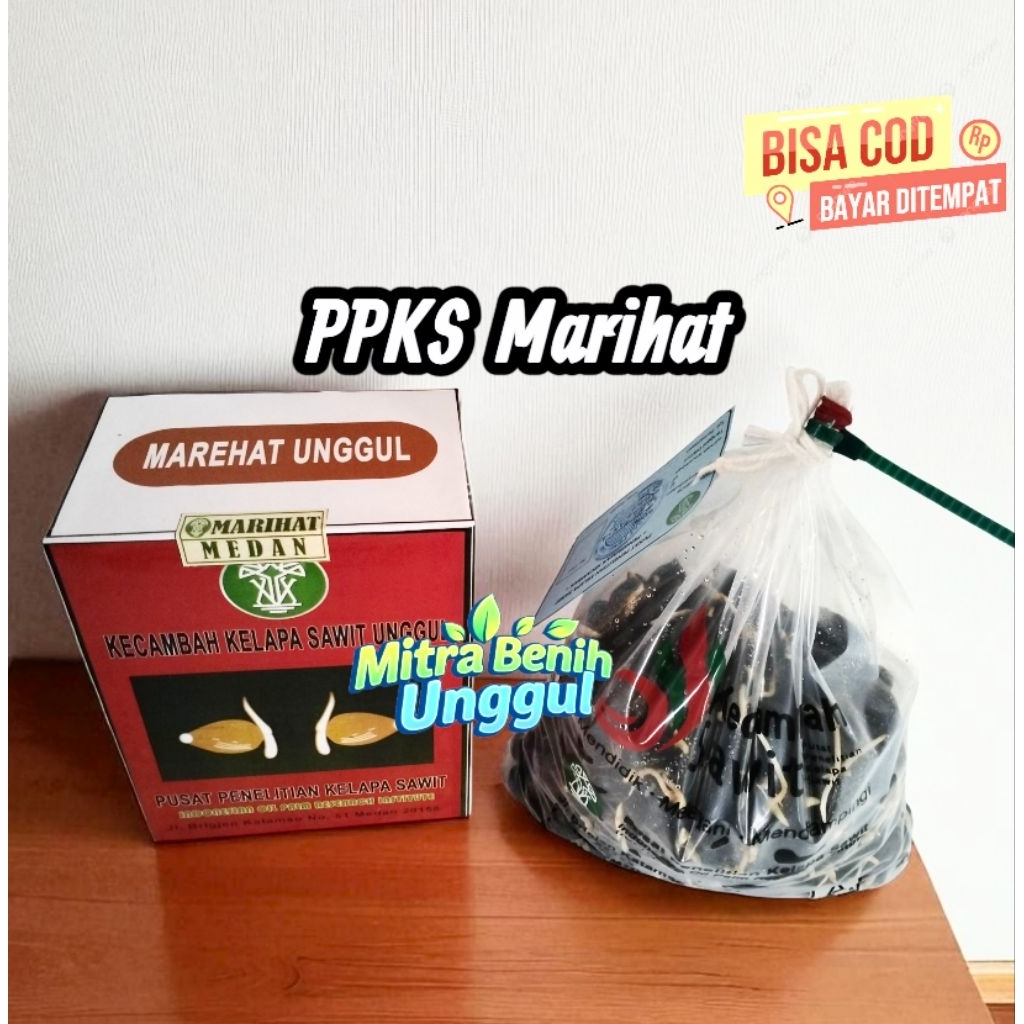 Jual Benih Kecambah sawit Marihat Unggul | Shopee Indonesia