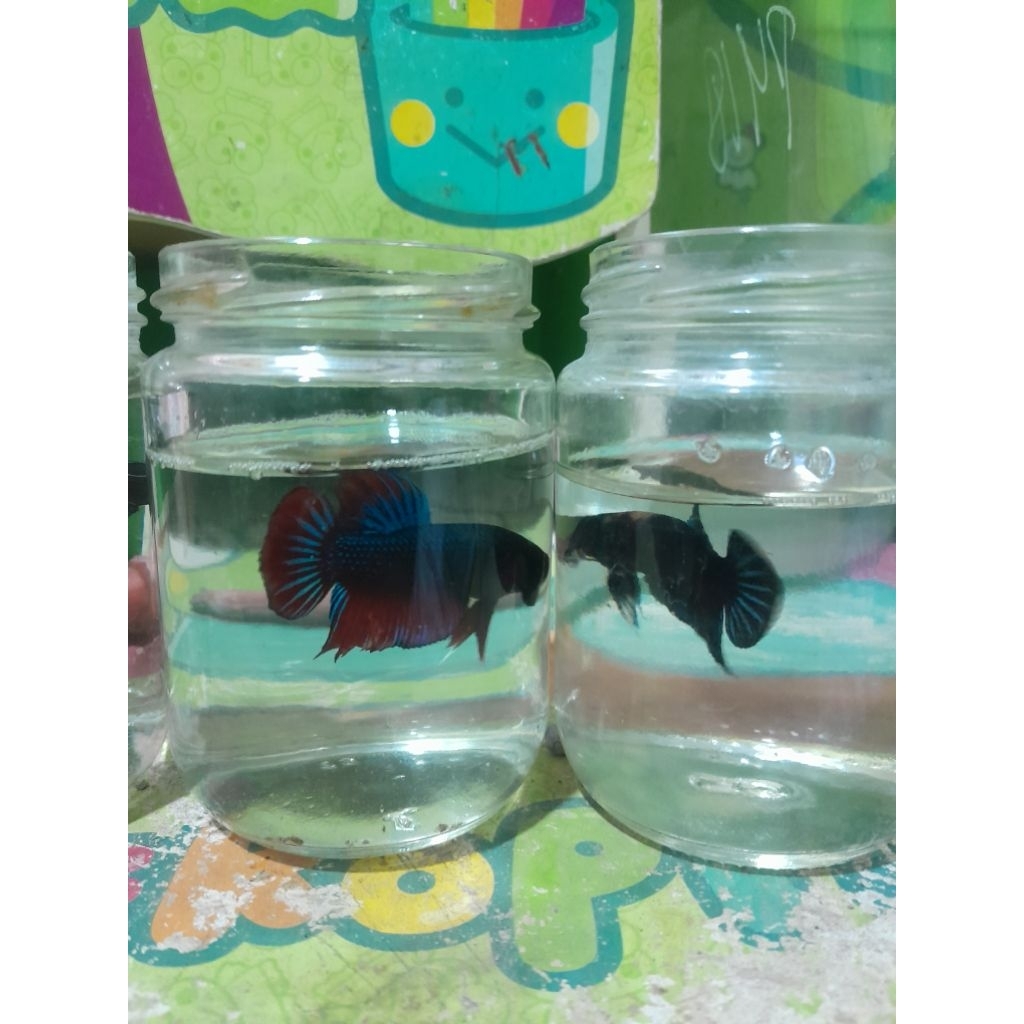 Jual Ikan cupang Bagan Adu siap tempur Shopee Indonesia