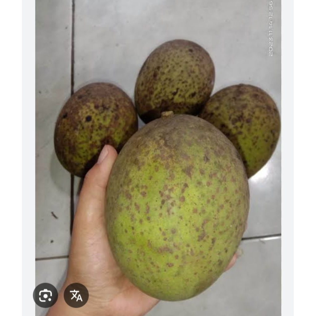 Jual buah pakel\limus kemasan 1kg | Shopee Indonesia