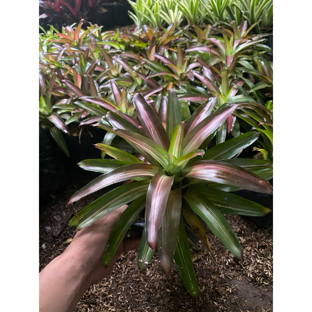 Jual TANAMAN HIAS BROMELIA THREE COLOR | Shopee Indonesia