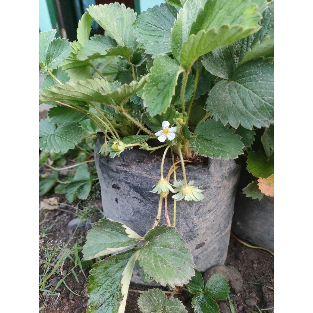Jual Strawberry besar dengan kualitas baik | Shopee Indonesia