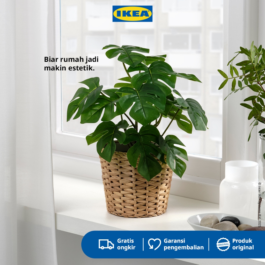 Jual IKEA FEJKA Tanaman Hias Monstera dengan Pot 12 cm | Shopee Indonesia