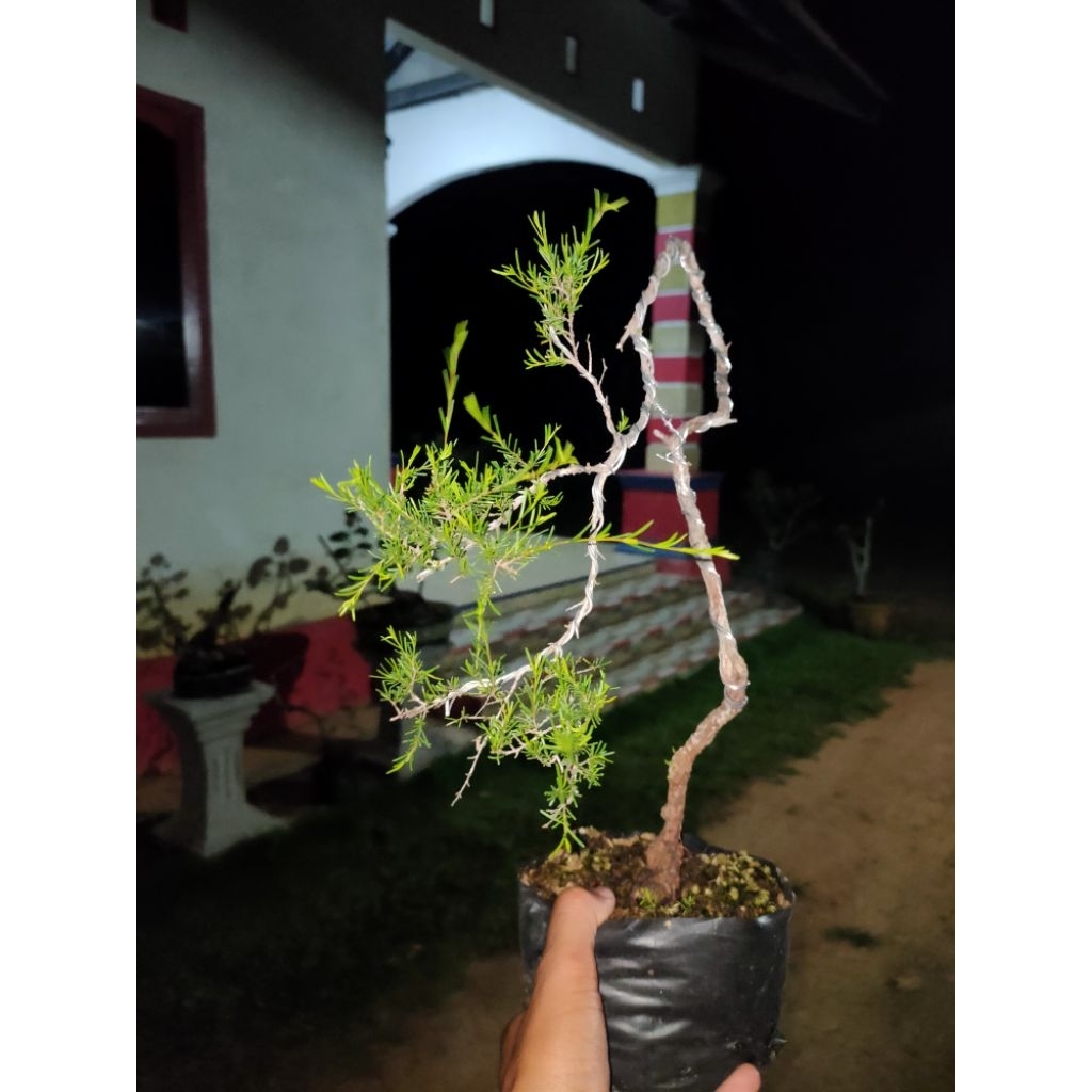 Jual BONSAI CUCUR ATAP / SAPU-SAPU gaya air terjun | Shopee Indonesia