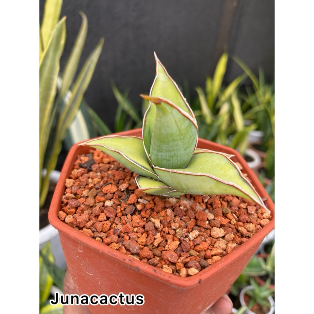 types of sansevieria Sansevieria Hahnii Tiger Star  Plant Material