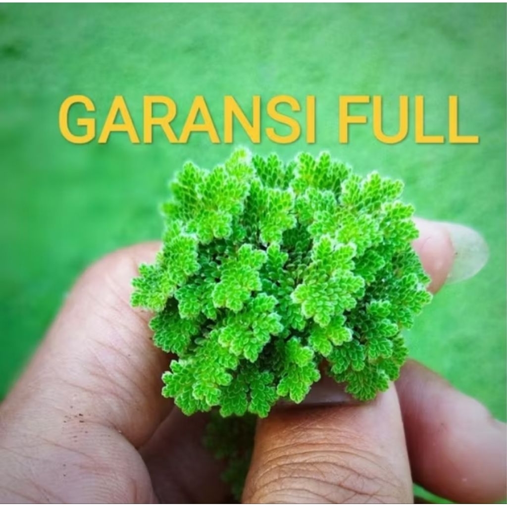 Produk PETANI AZOLLA | Shopee Indonesia