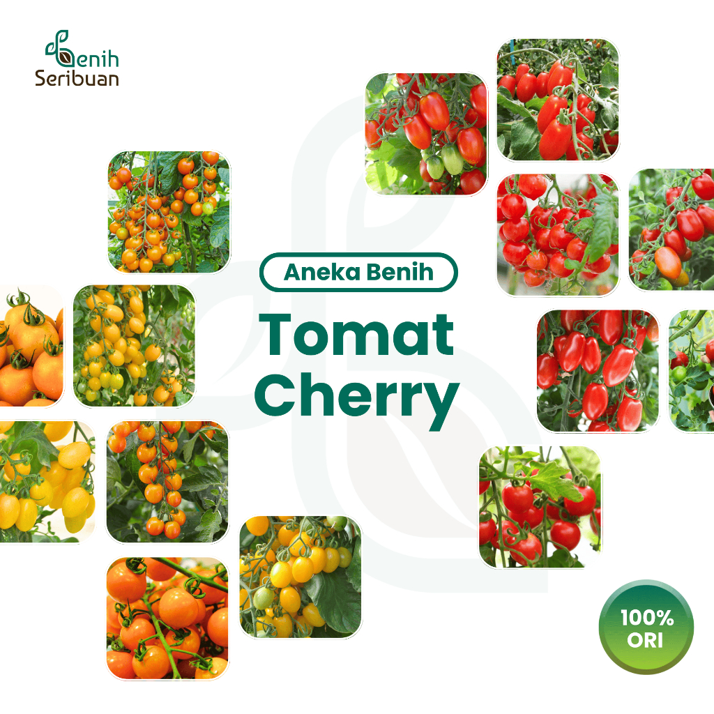 Benih Seribuan - Aneka Benih Tomat Cherry Varian Sayuran Unggulan