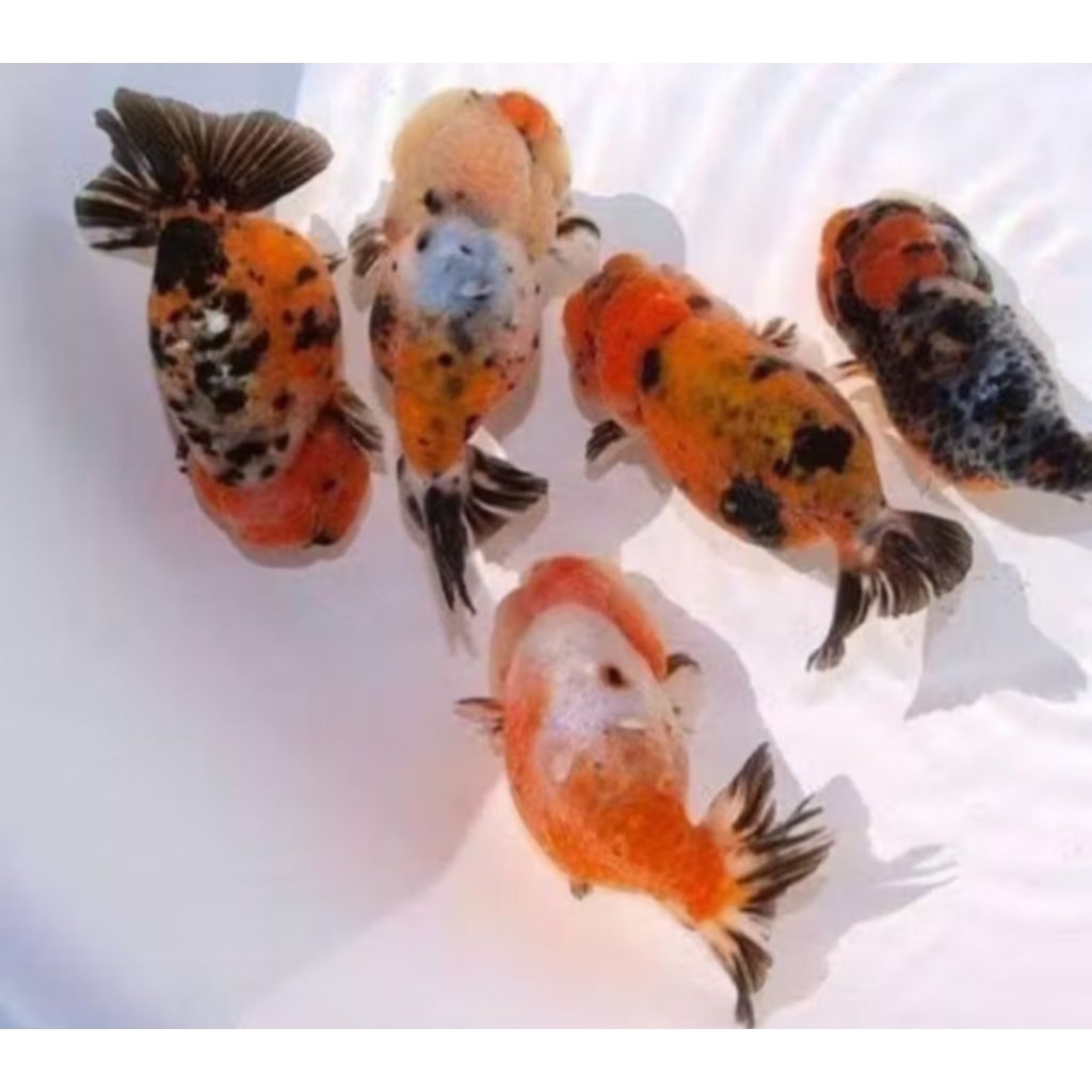 Jual IKAN HIAS MAS KOKI RANCU JUMBO SAPI PANCA WARNA GOOD QUALITY GRADE ...
