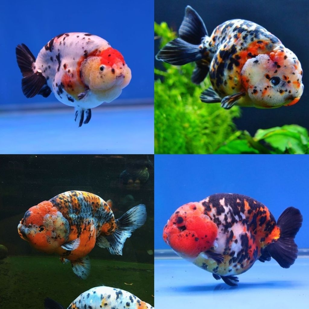 Jual [Chan Aquatic] Ikan Hias Koki Ranchu Cow Size L Ranchu Sapi Ranchu ...