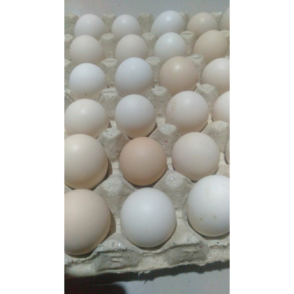 Jual Telur ayam kampung Omega dan non Omega ( Size Besar ) | Shopee ...