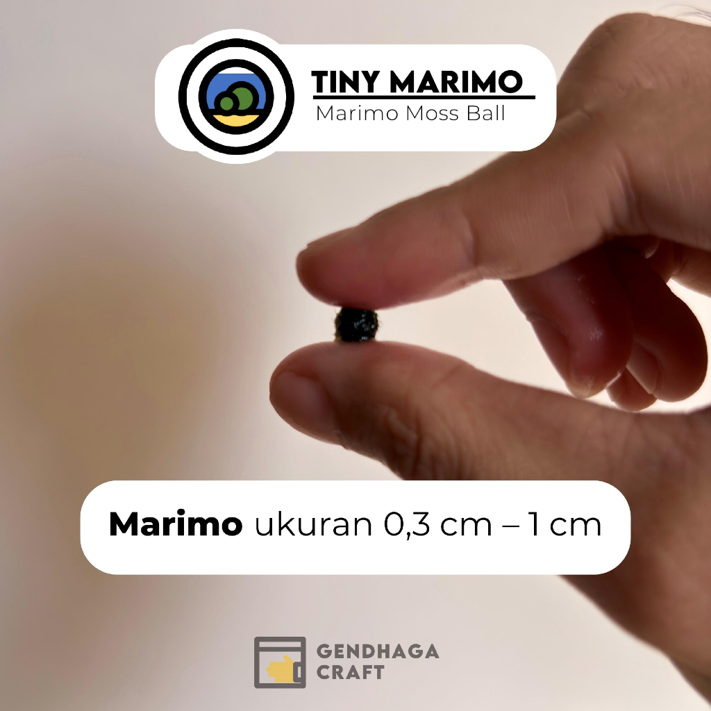 Jual [Extra] Tiny Marimo - Marimo Moss Ball Kecil | Marimo Hidup Asli ...