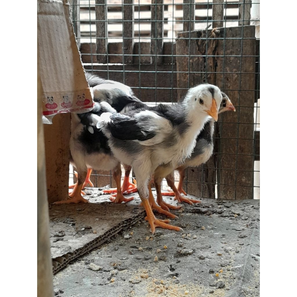 Jual Asli bknmainan, ini asl¹ayam bangkok 1 bulanan . 1bulanan,pitik ...
