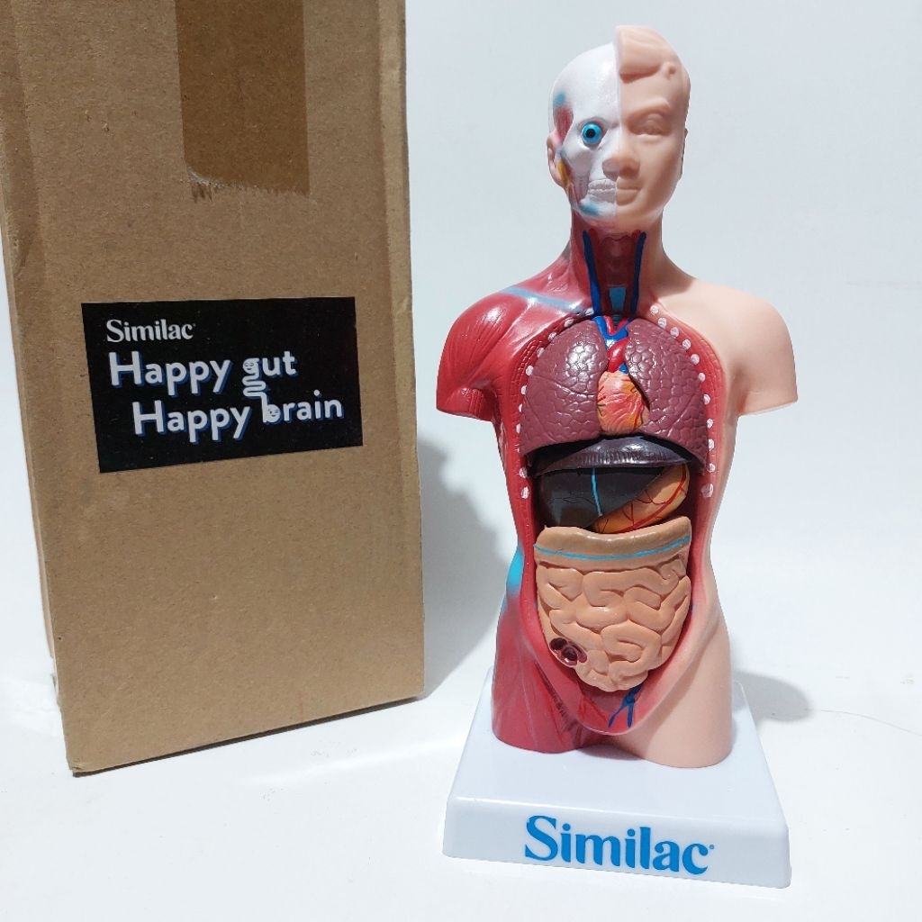 Jual SIMILAC Human Body Anatomy model Exclusive similac happy gut happy ...