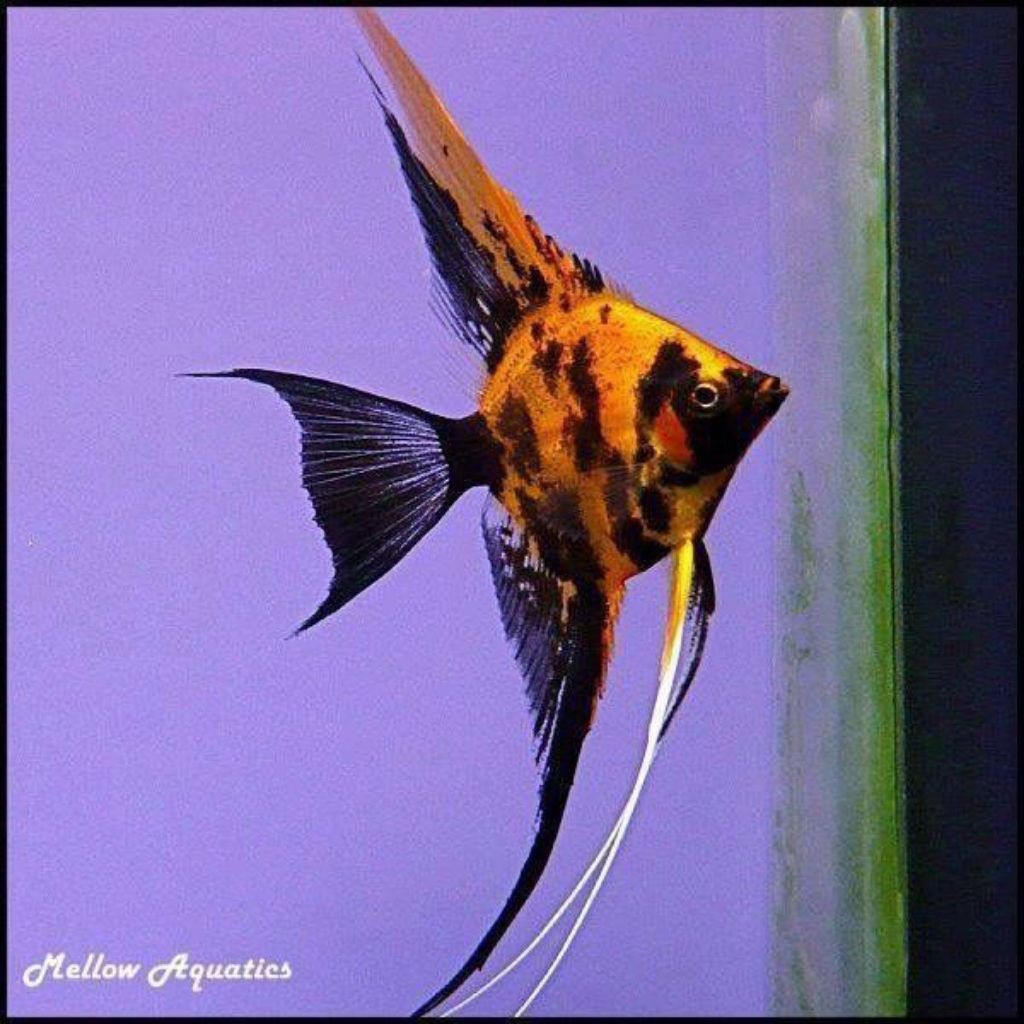 Jual Manfish Red Tiger Red Devil Dominan Hitam Size 2.5 3 cm - AKUARIUM ...
